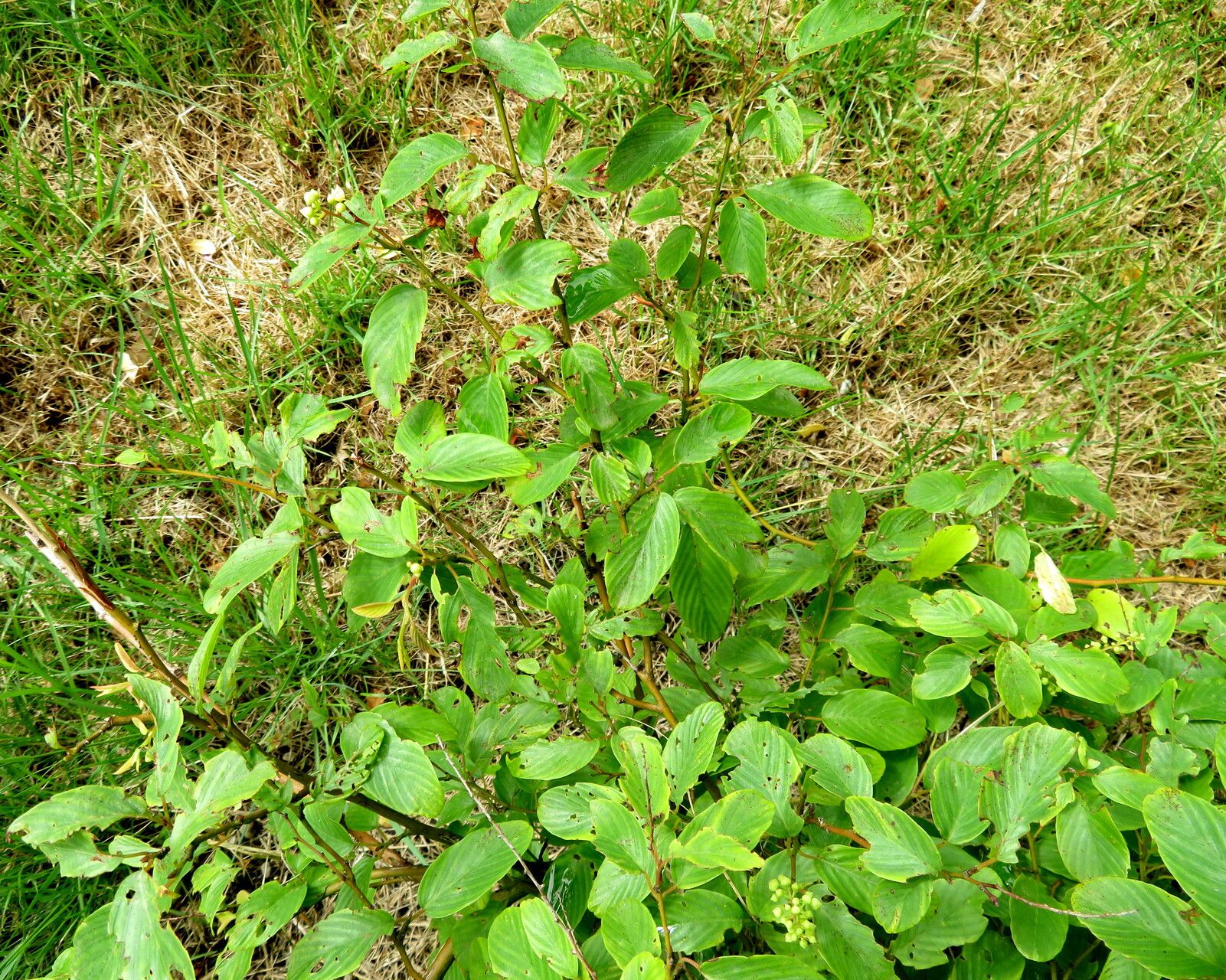 Berchemia kulingensis — related species from the same genus