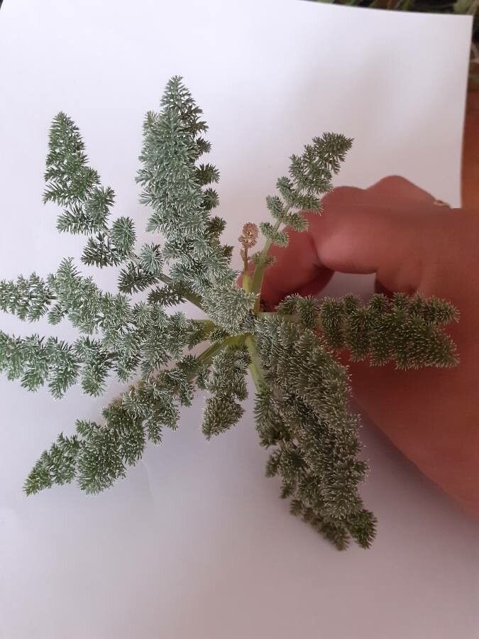 Lomatium ravenii — houseplant care guide