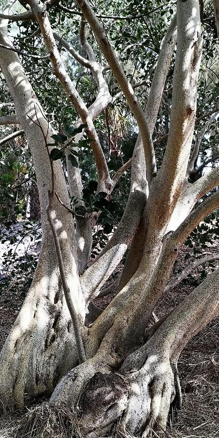 Ficus petiolaris bark
