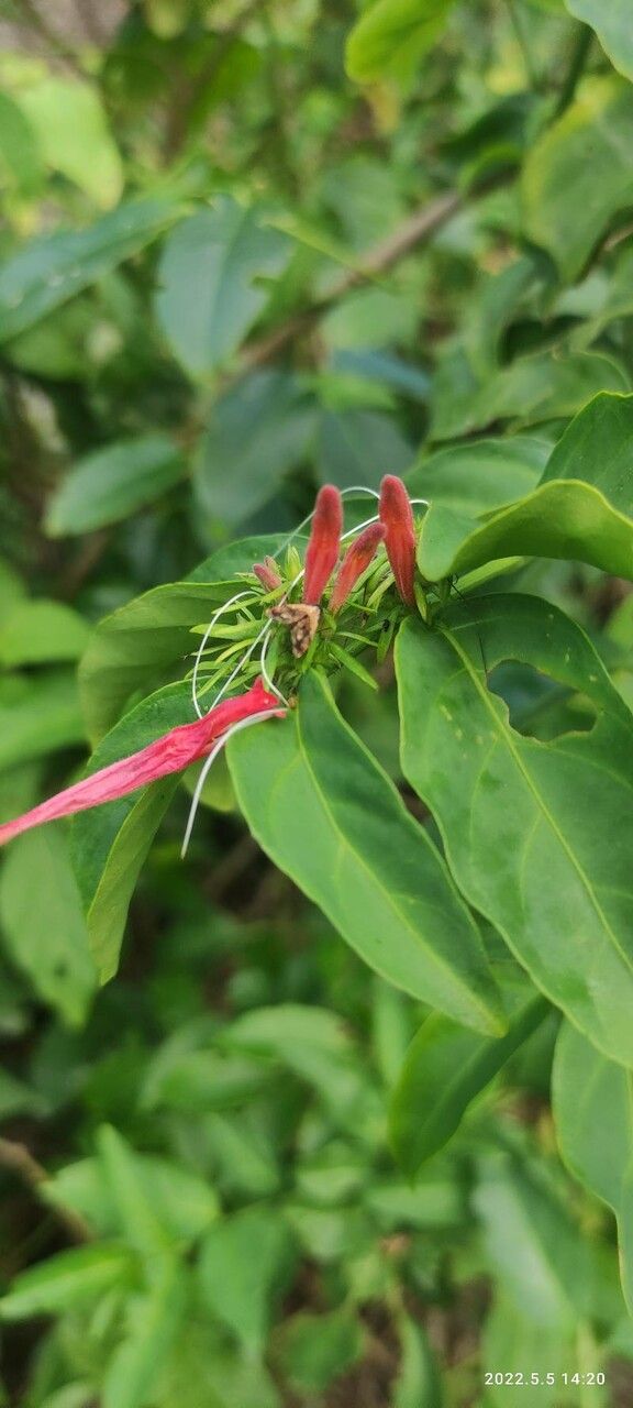 Dianthera calycina flower