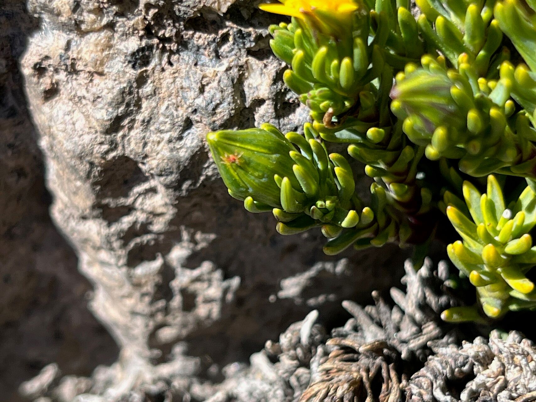 Werneria ciliolata flower