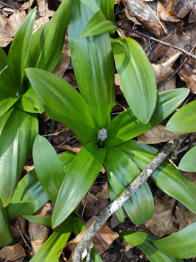 Tractema lilio-hyacinthus leaf