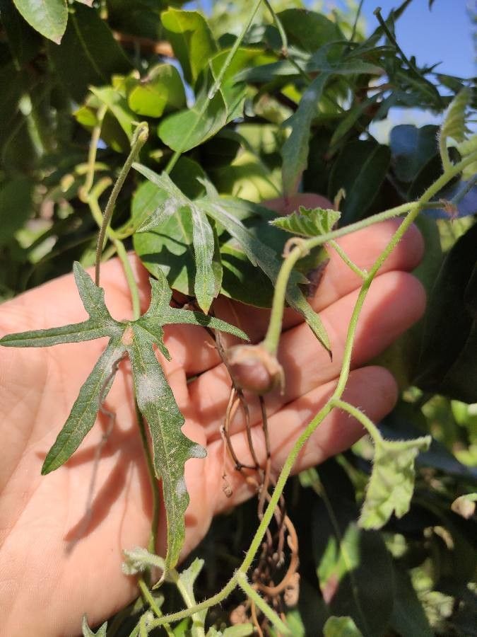 Convolvulus althaeoides fruit
