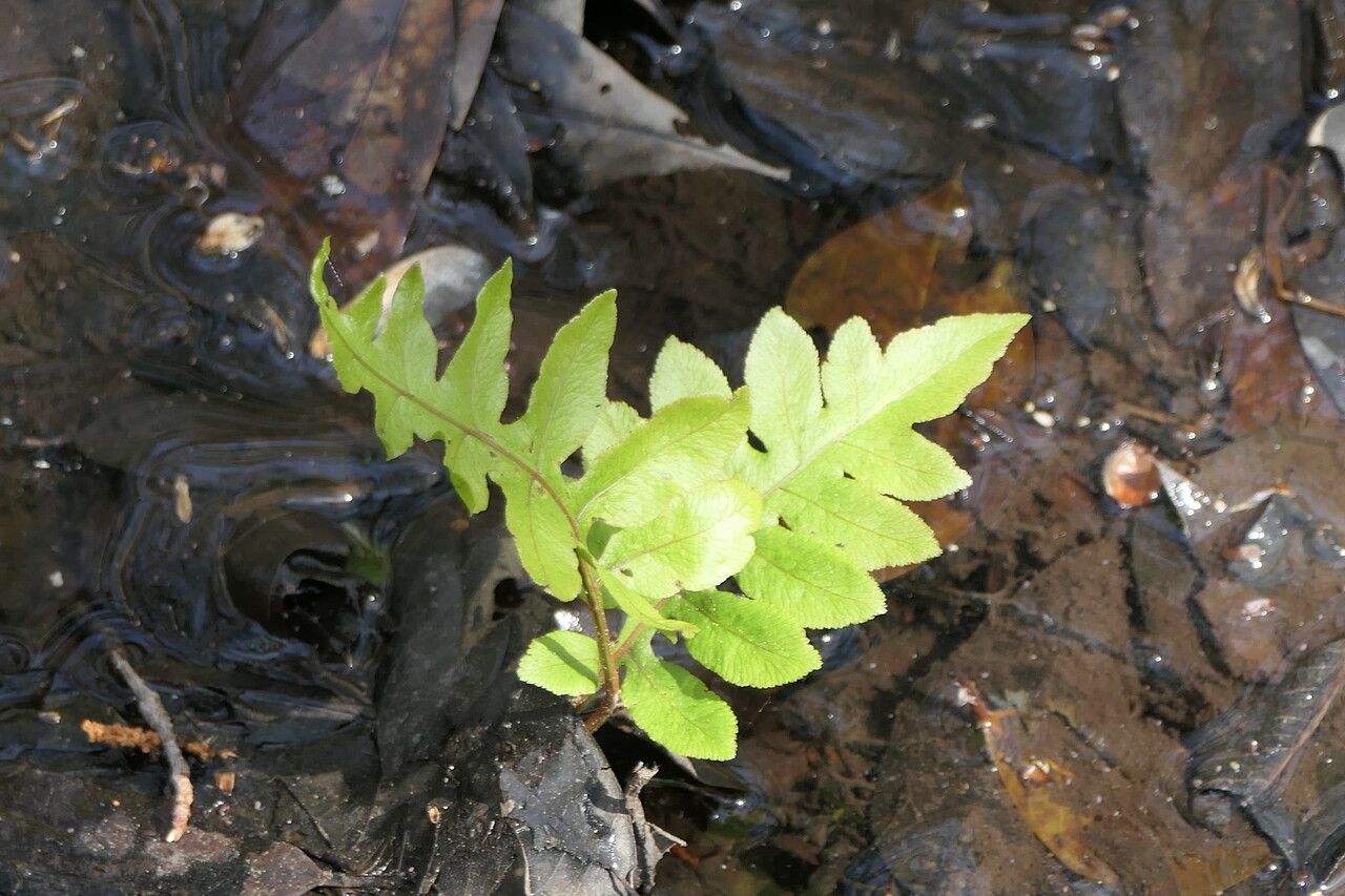 Woodwardia areolata leaf