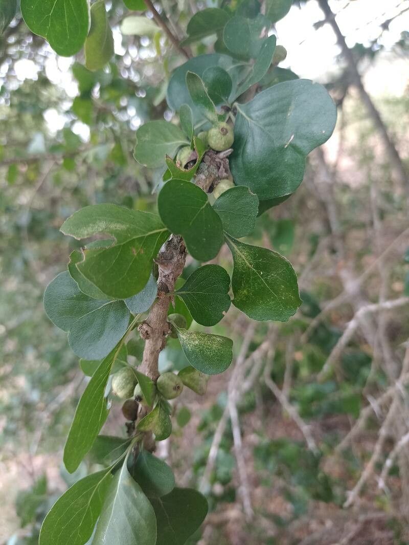 Randia obcordata — houseplant care guide