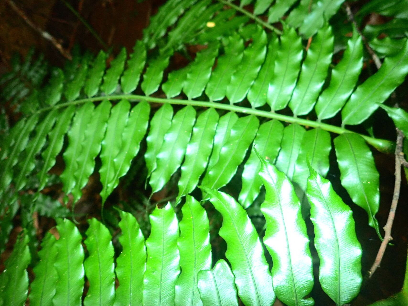 Angiopteris madagascariensis leaf