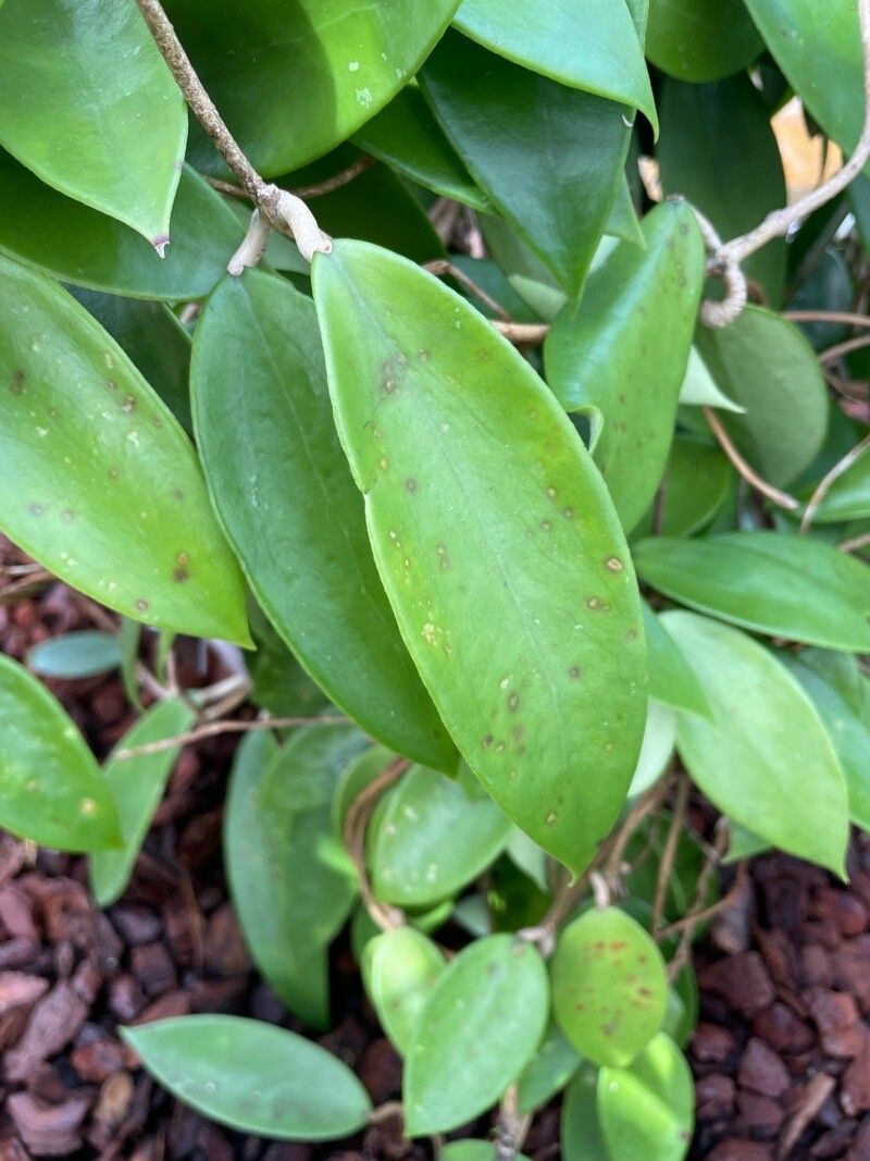 Hoya verticillata — search result for 'Hoya'