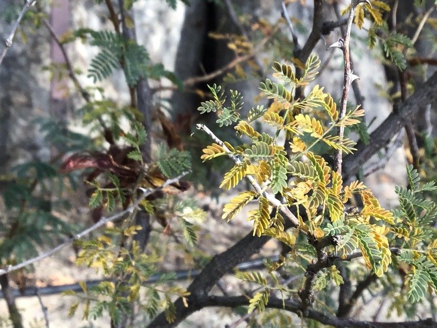 Mimosa aculeaticarpa