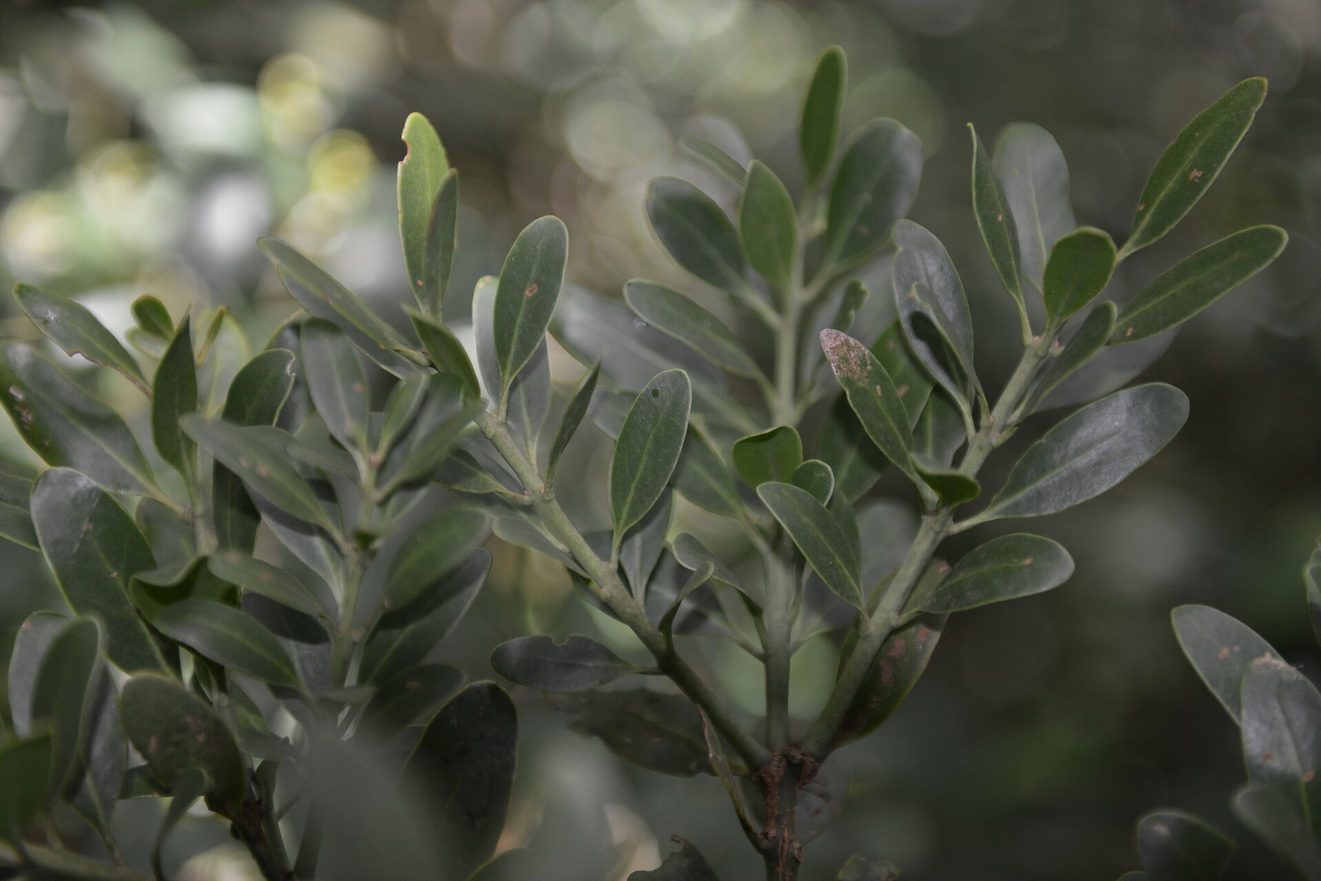 Psittacanthus ramiflorus leaf