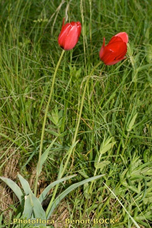 Tulipa planifolia habit