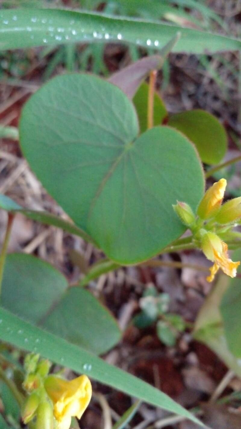 Oxalis cordata flower