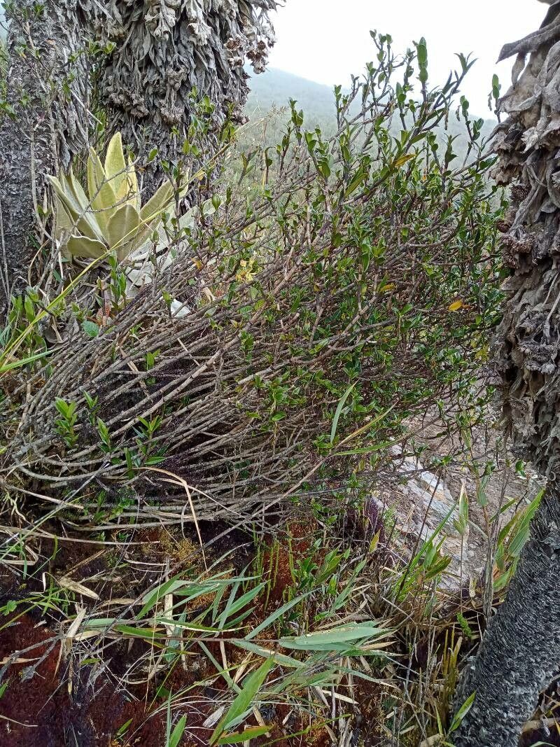 Epidendrum pittieri habit