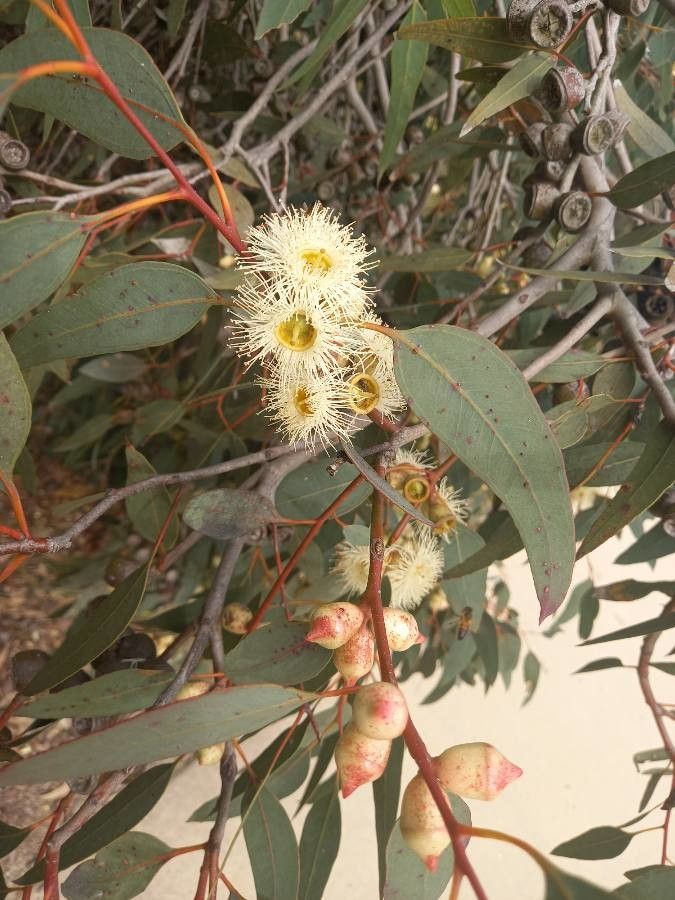 Eucalyptus cosmophylla flower