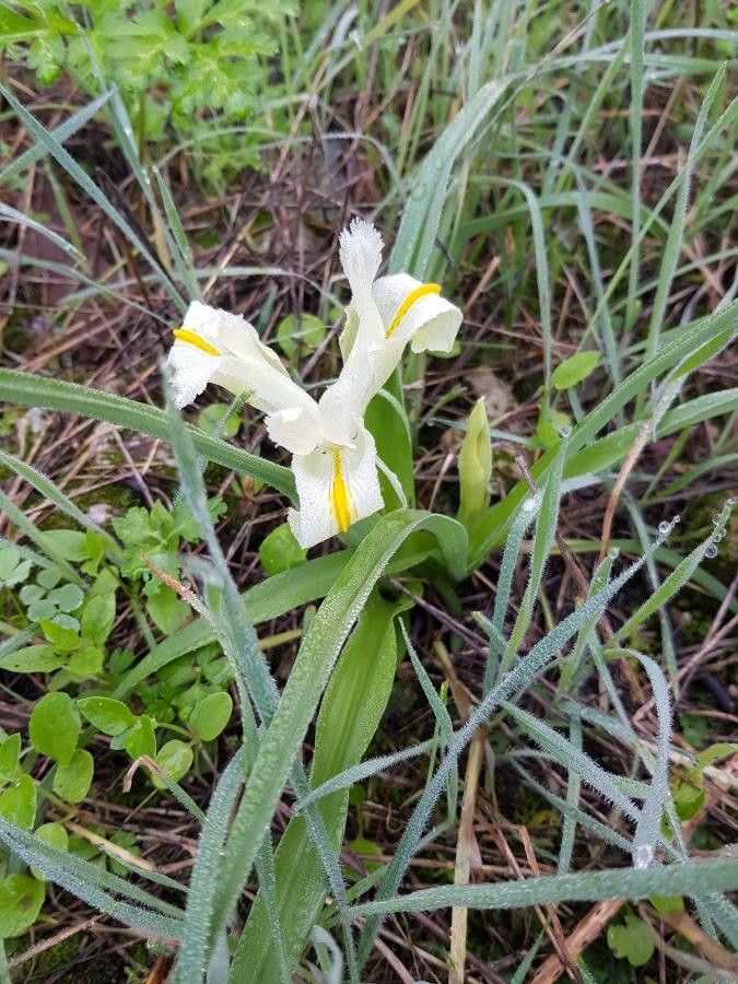 Iris palaestina leaf