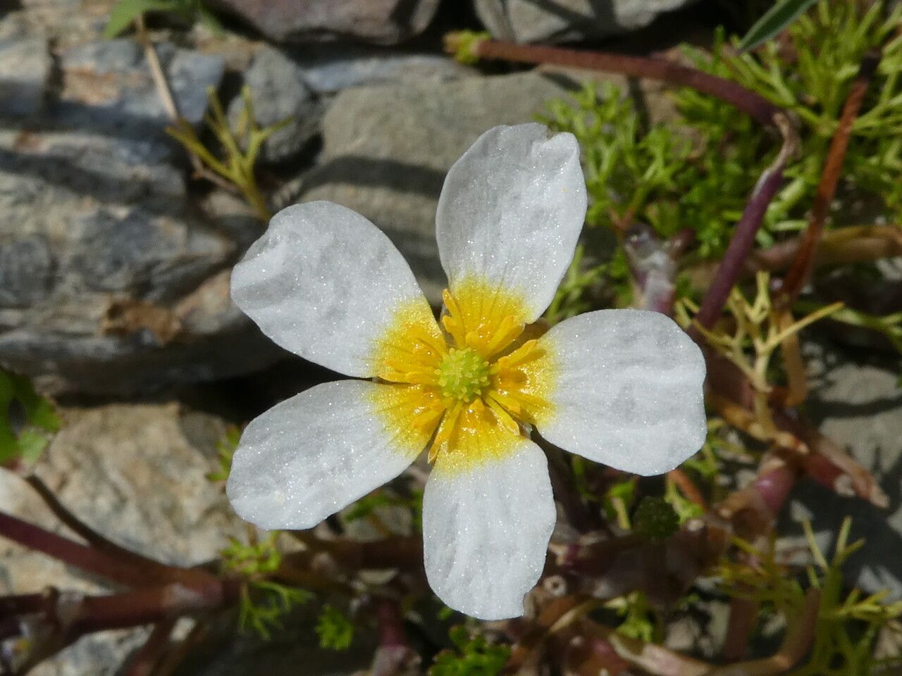 Ranunculus peltatus flower