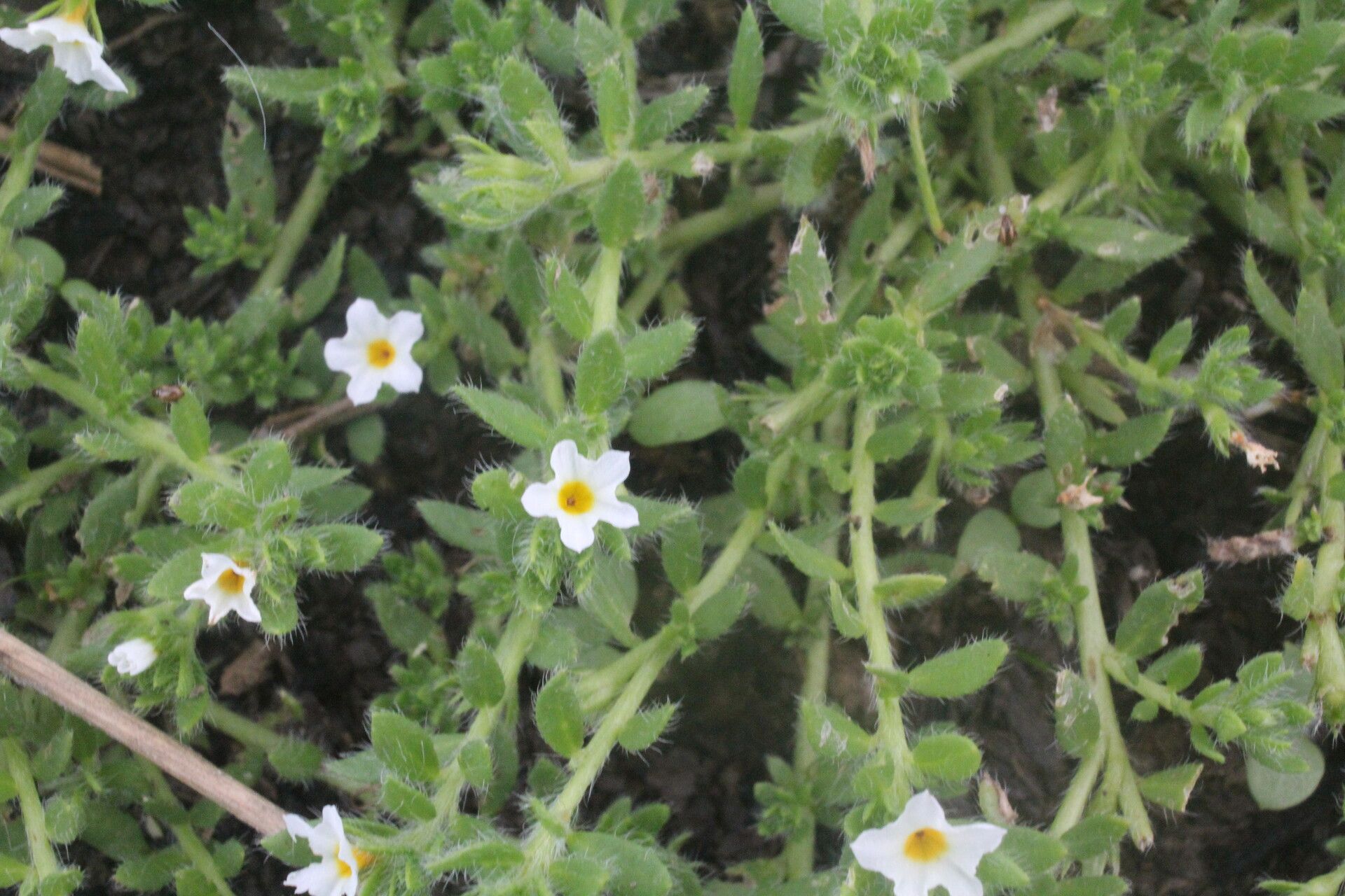 Euploca lagoensis flower