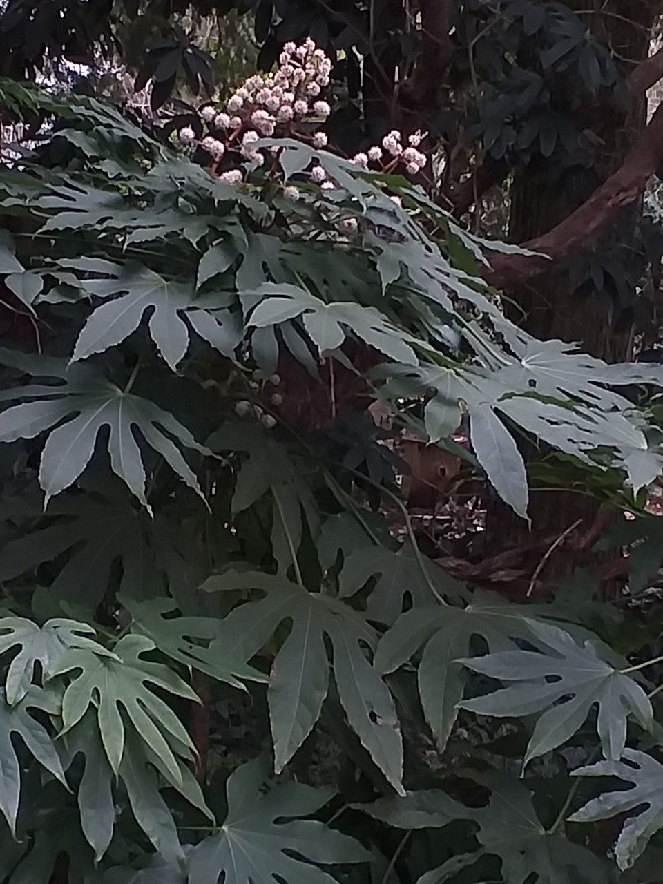 Fatsia polycarpa