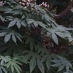 Fatsia polycarpa