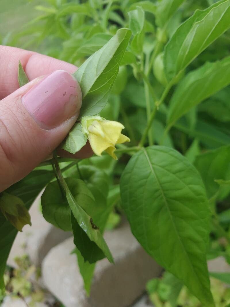 Physalis pumila flower