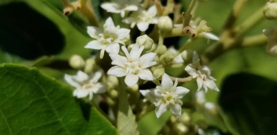 Commersonia tahitensis flower