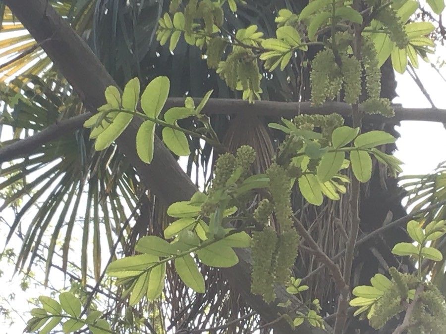 Pterocarya stenoptera — related species from the same genus