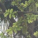 Pterocarya stenoptera