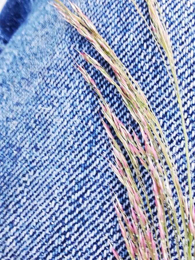 Arundinella berteroniana — related species from the same genus