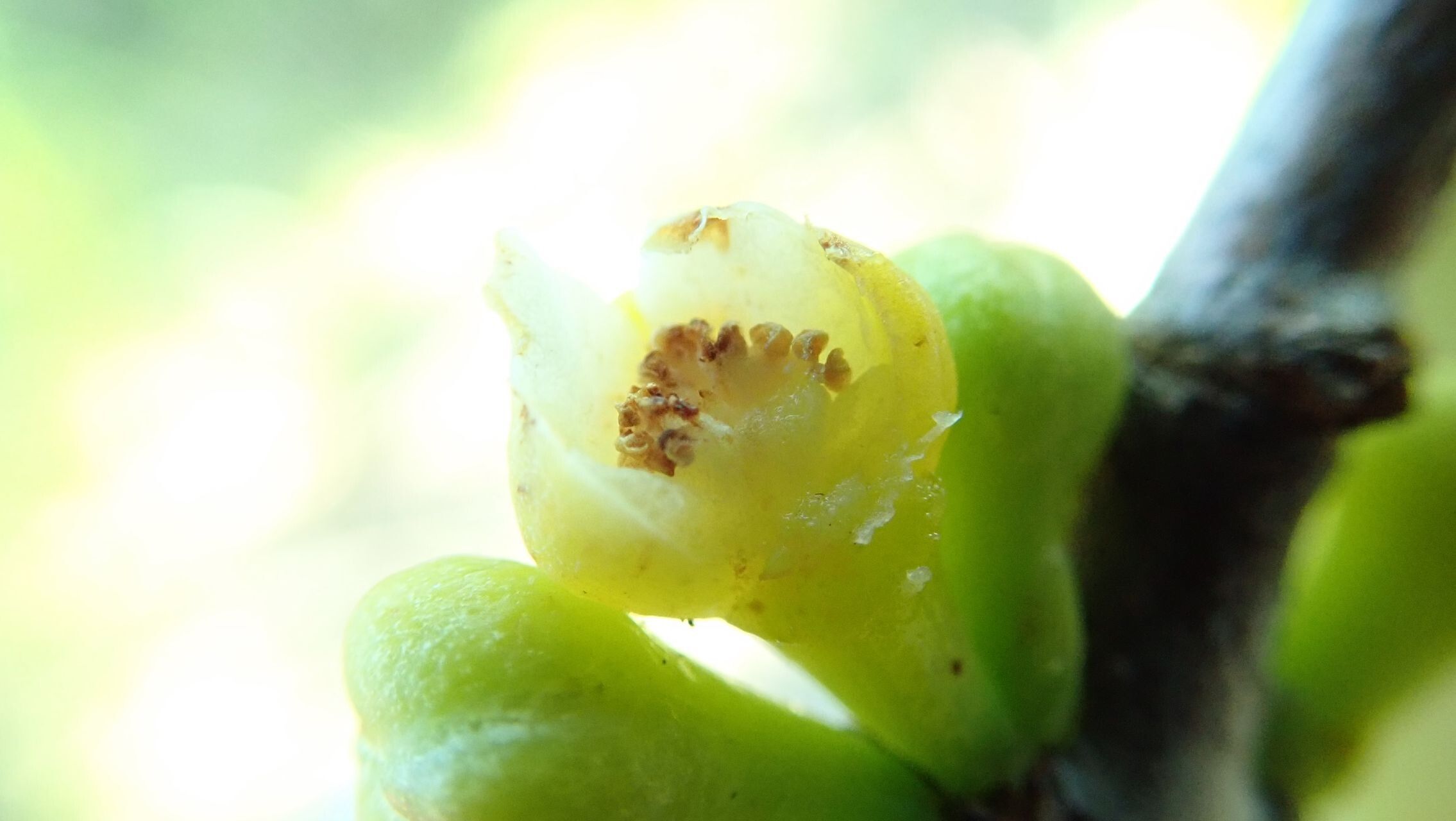 Garcinia corallina fruit