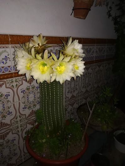 Echinopsis schickendantzii bark