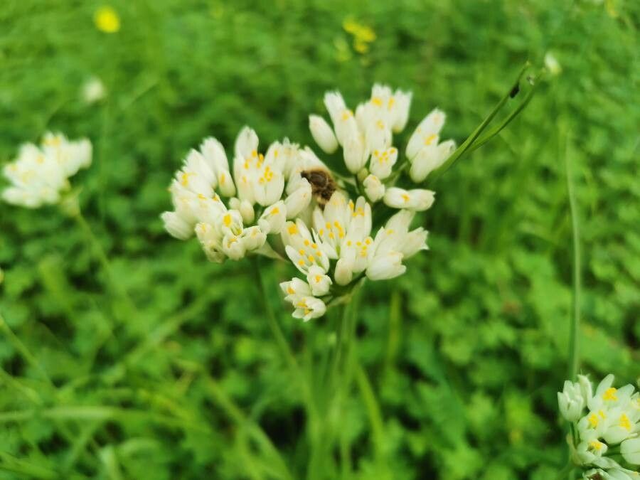 Allium subvillosum flower