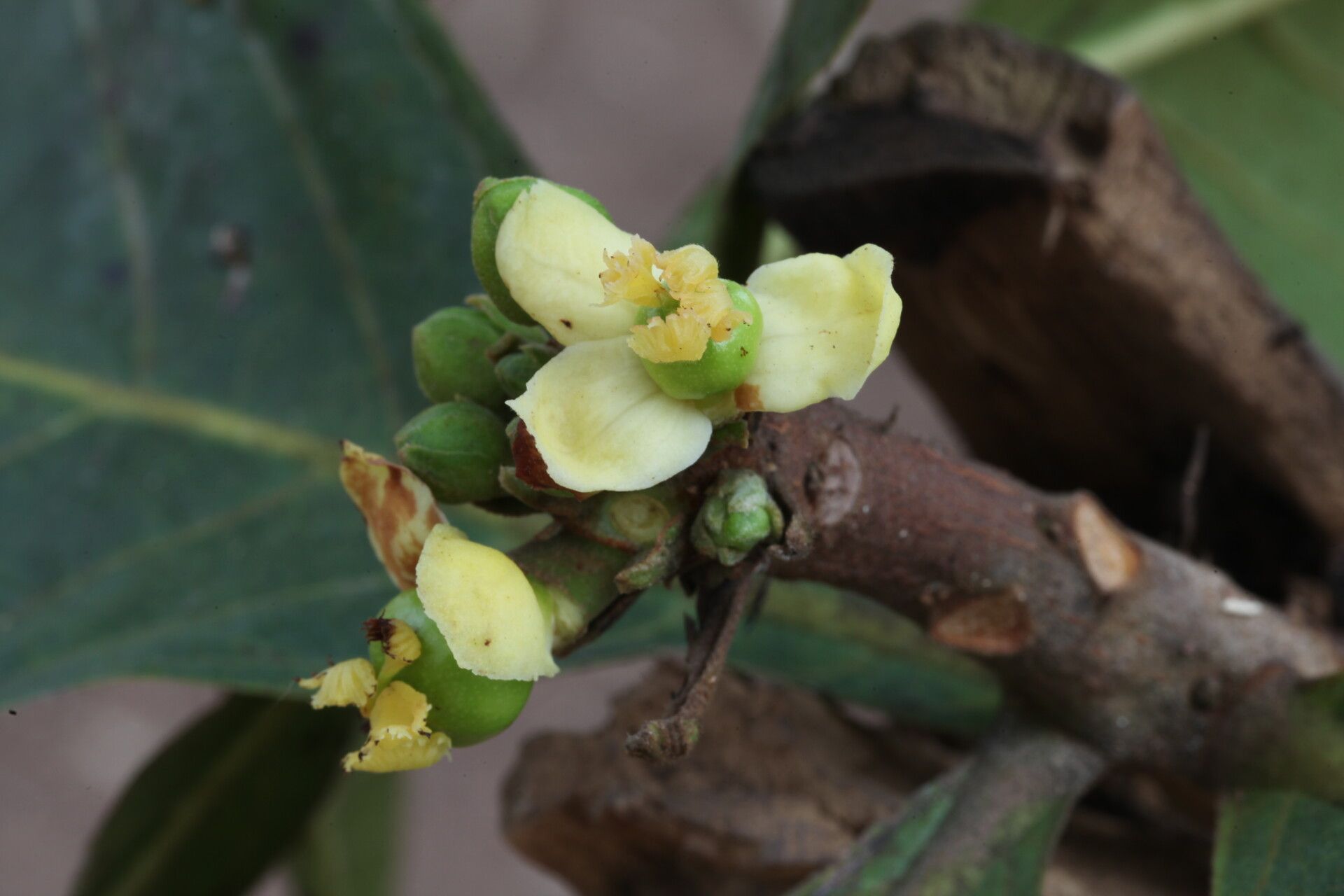 Uapaca pilosa flower
