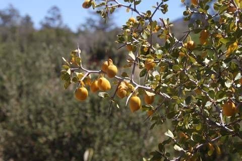 Ziziphus parryi fruit