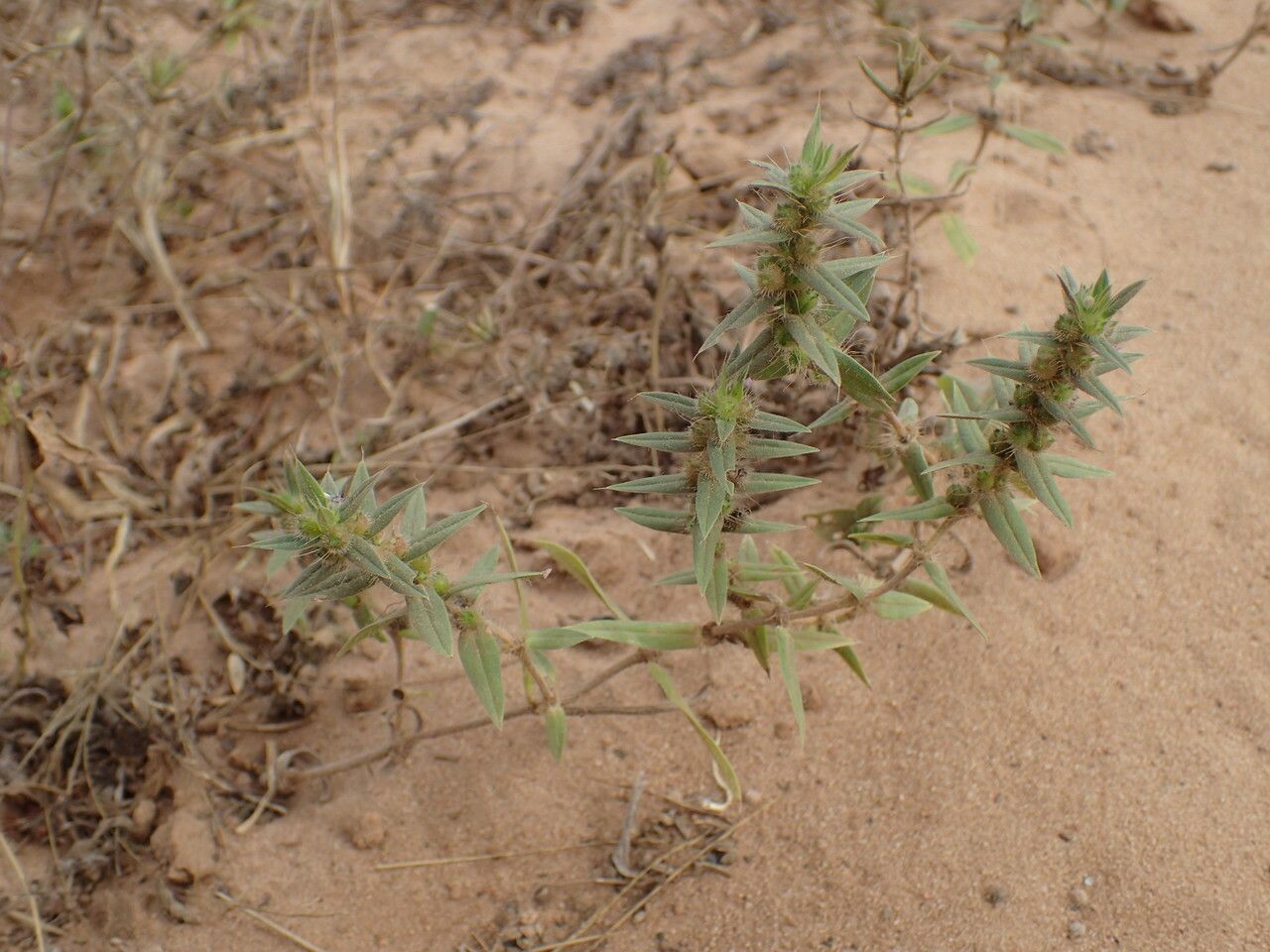 Diodella teres habit