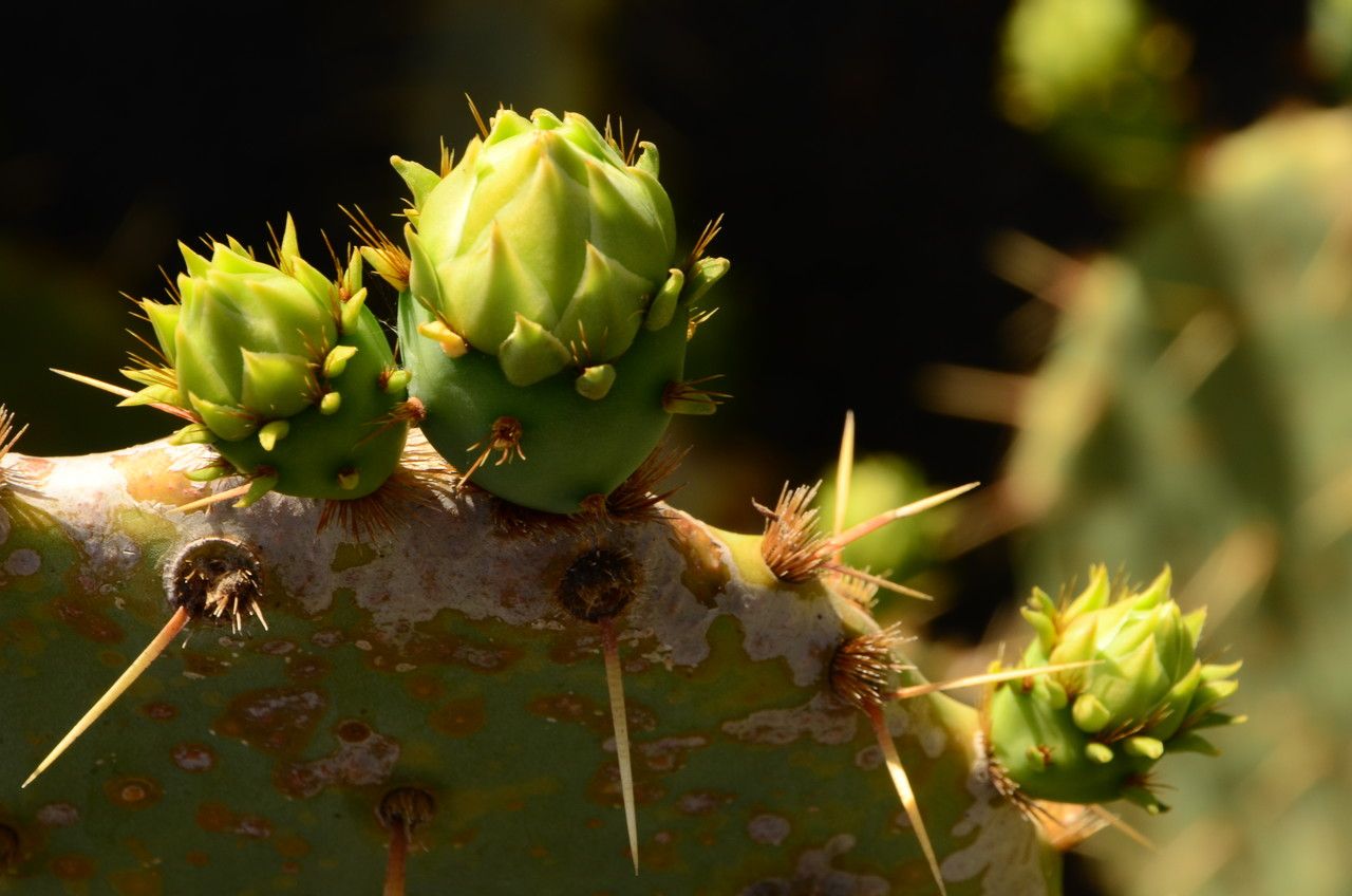 Opuntia hyptiacantha flower