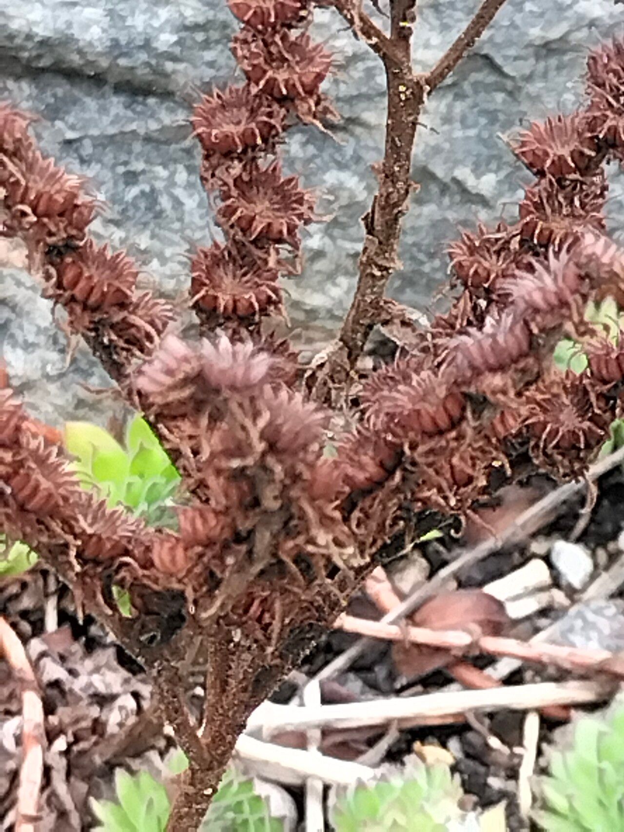 Sempervivum kosaninii flower