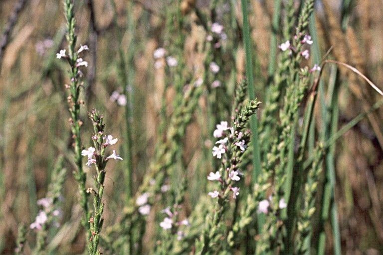 Verbena californica habit