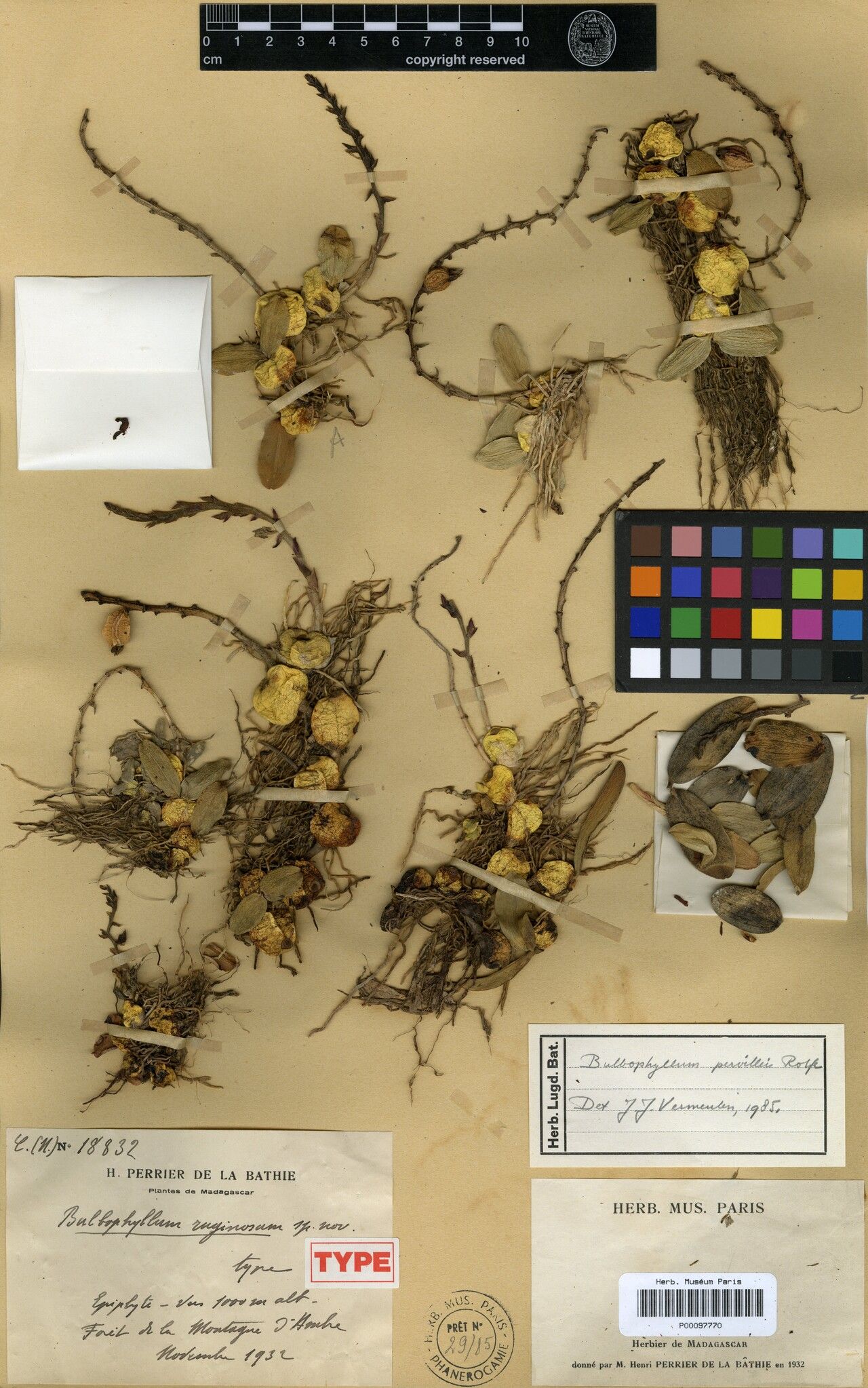 Bulbophyllum ruginosum — houseplant care guide