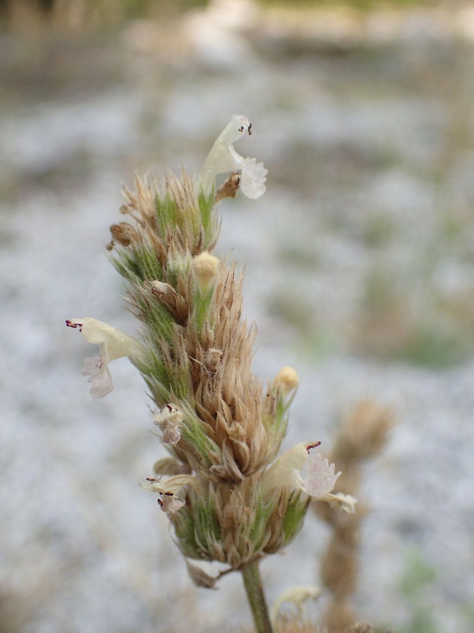 Nepeta parnassica flower