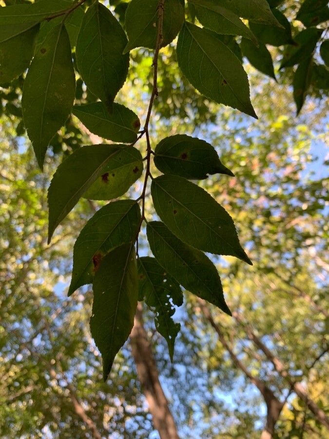 Casearia praecox — houseplant care guide