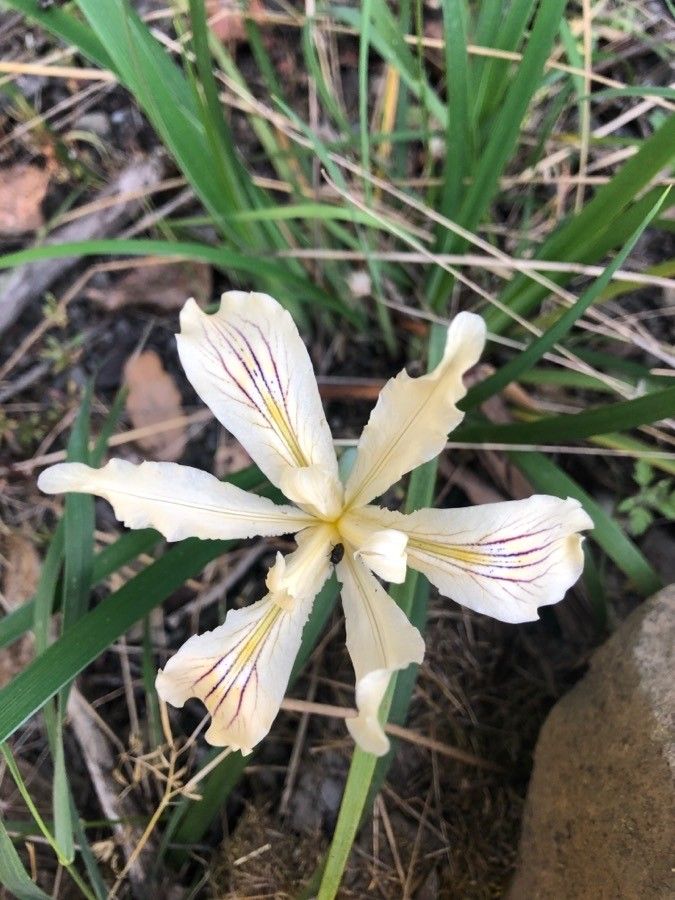 Iris purdyi — houseplant care guide