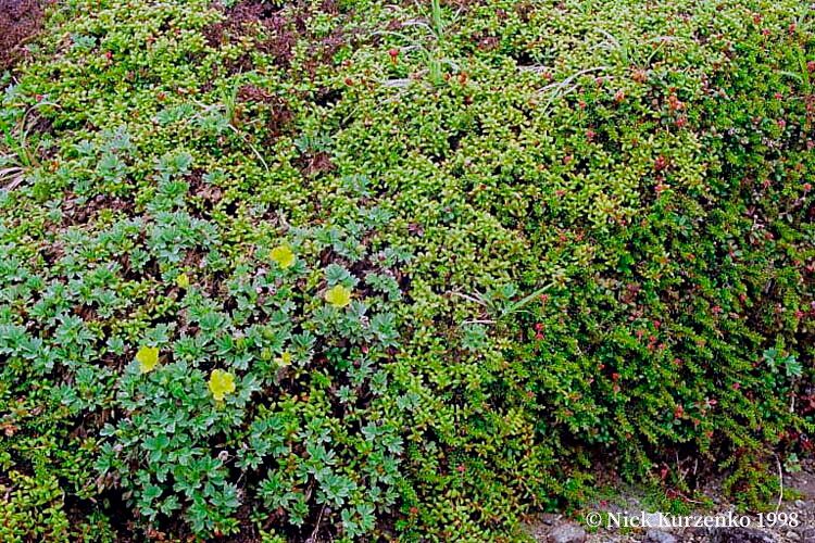 Potentilla miyabei — houseplant care guide