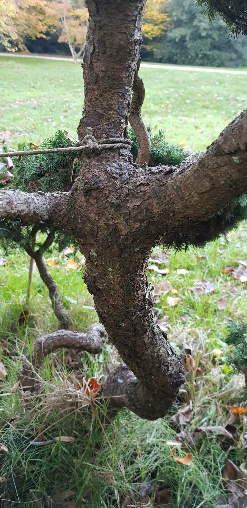 Picea × albertiana bark