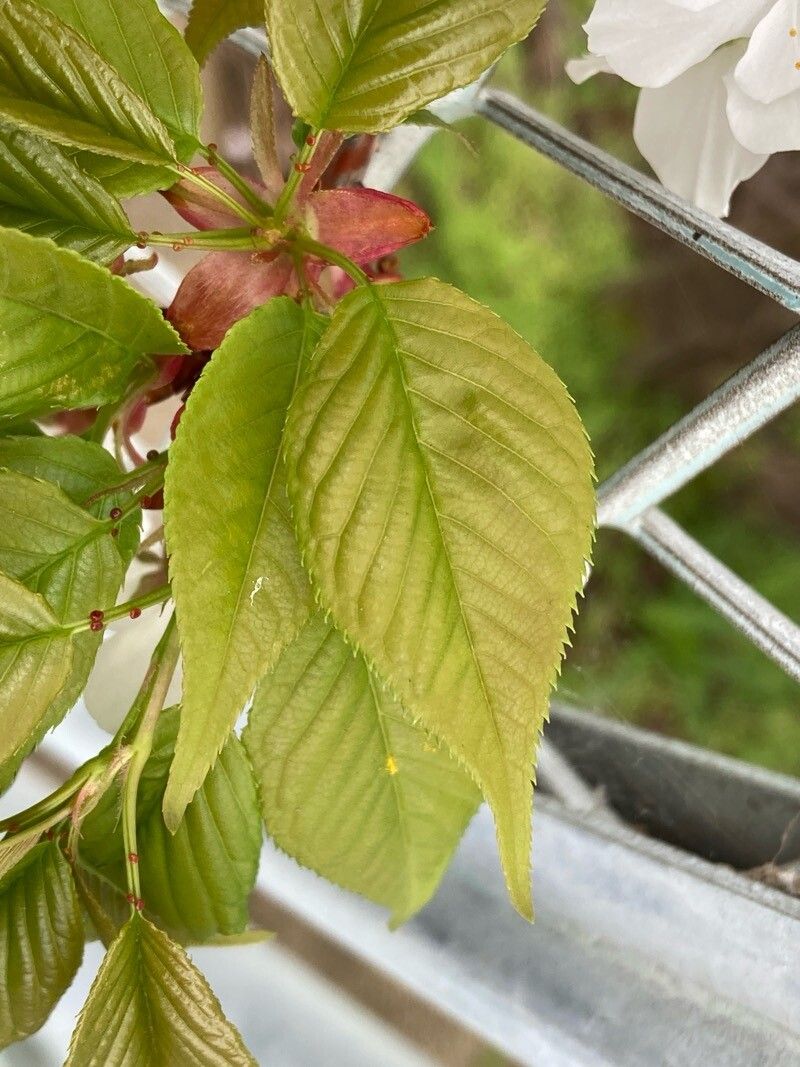 Prunus speciosa — houseplant care guide