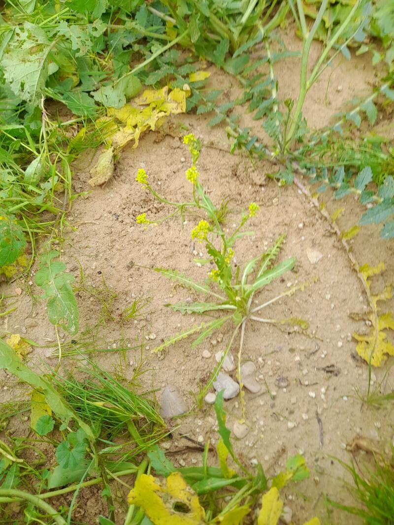 Sisymbrium runcinatum fruit