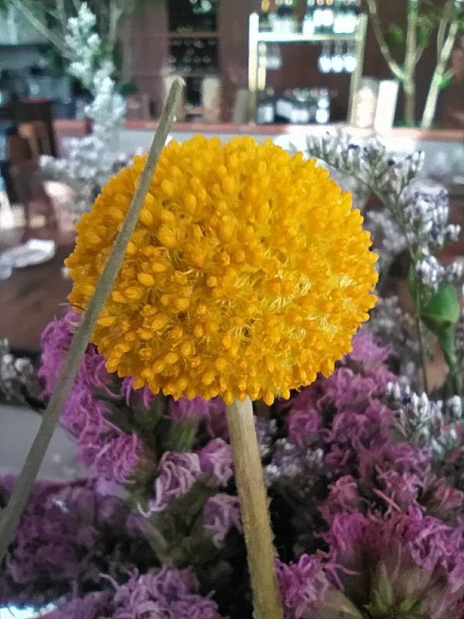 Santolina africana flower