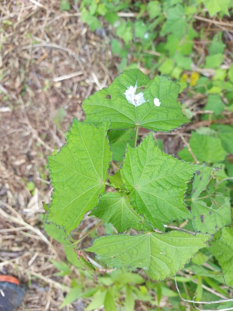 Pavonia columella leaf