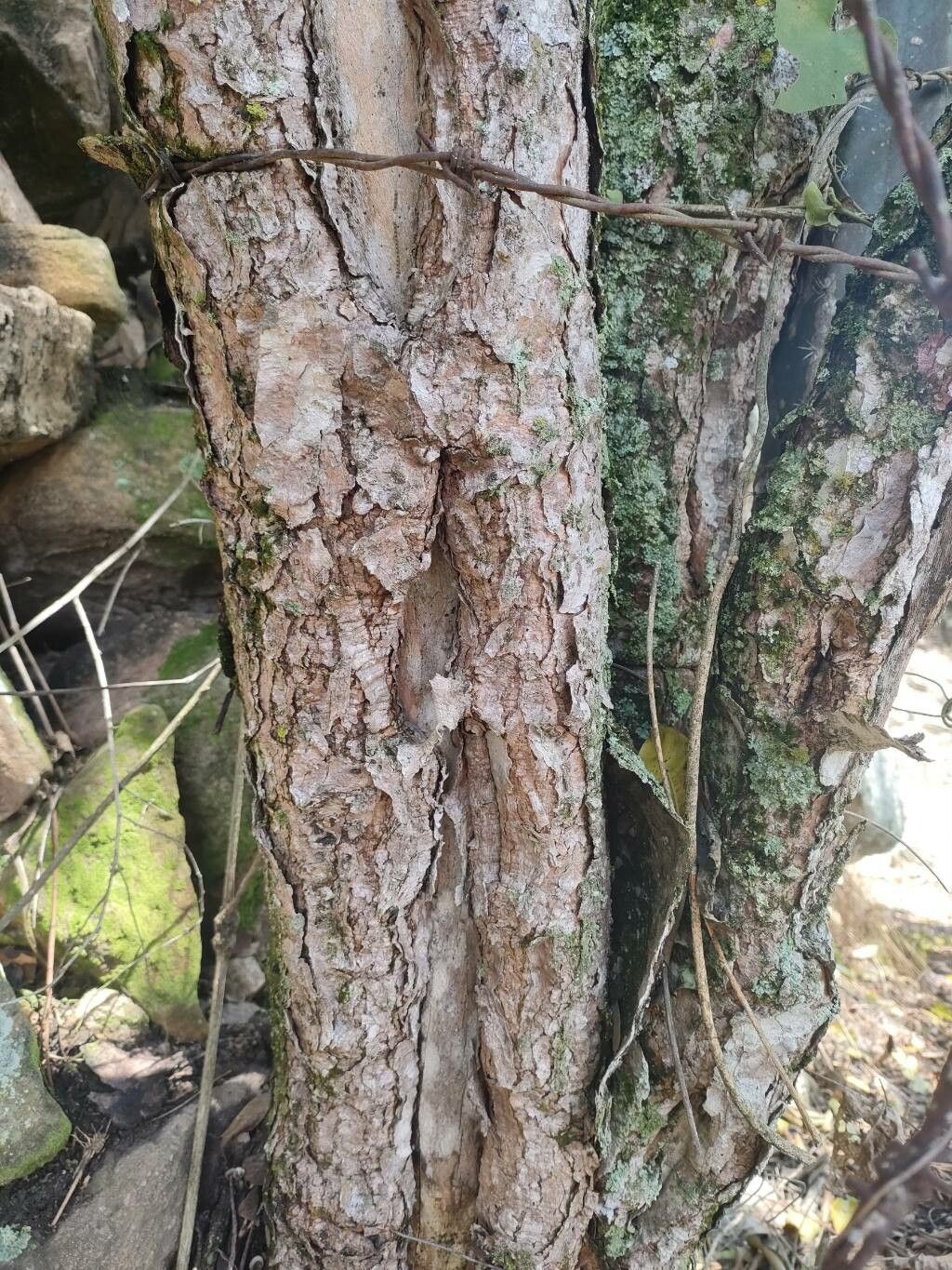 Stenocereus griseus bark