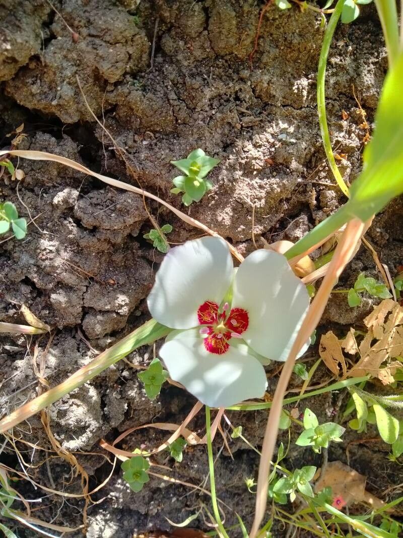 Calochortus dunnii — search result for 'Calochortus'