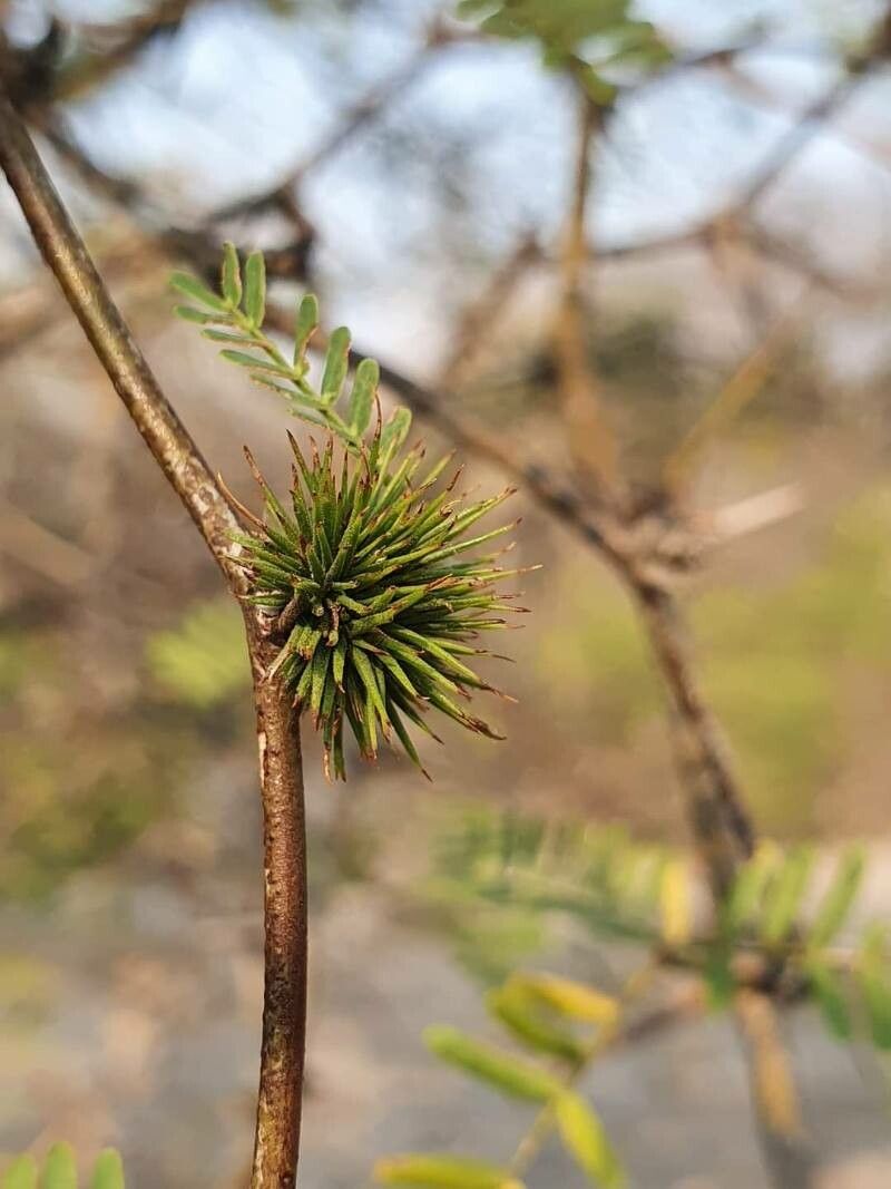 Vachellia hockii — houseplant care guide