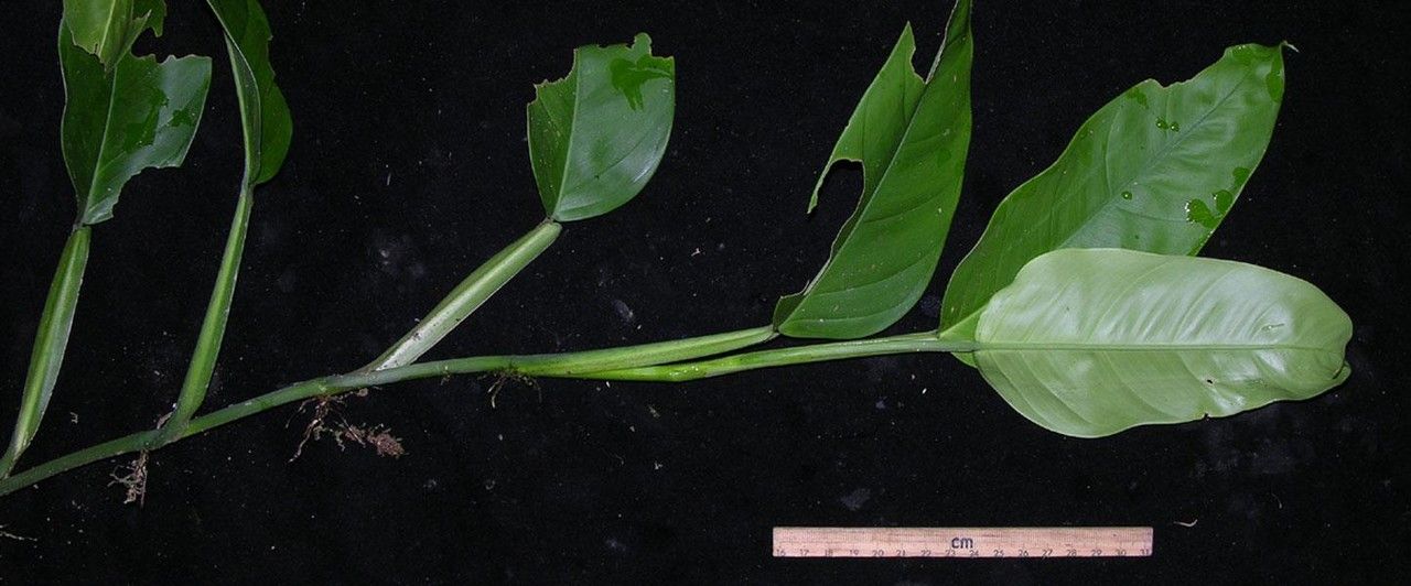 Philodendron sulcatum other